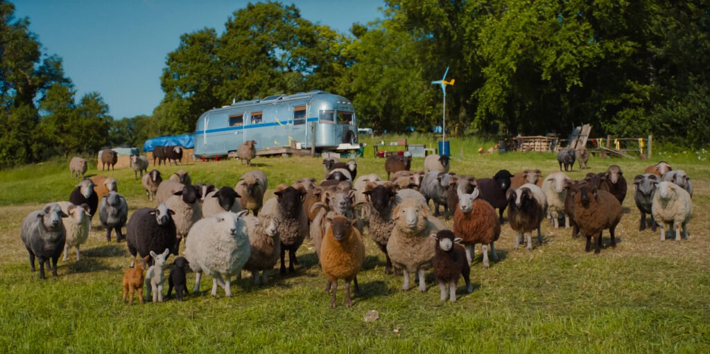 Alt = THE SHEEP DETECTIVES, from Amazon MGM Studios.
Photo credit: Courtesy of Amazon MGM Studios
© 2026 Amazon Content Services LLC. All Rights Reserved.
Sheep Detectives Movie Review